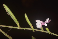 Andrographis alata